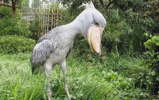 世界上头最大的鸟,鲸头鹳生吞鳄鱼不在话下