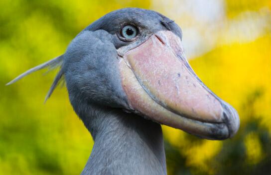 世界上头最大的鸟,鲸头鹳生吞鳄鱼不在话下